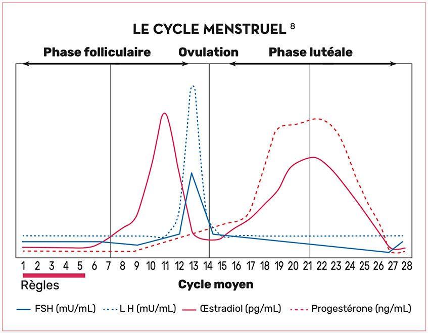 Schéma du cycle menstruel